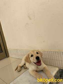 2,5 Aylık Yavru Golden Bebek 5
