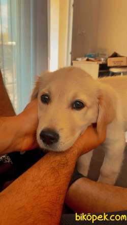 2,5 Aylık Yavru Golden Bebek 2