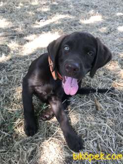 2,5AYLIK MÜKEMMEL LABRADOR RETRİEVER ,SAF IRK 1