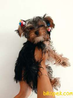 2 Adet Yavru Disi Yorkshire Terrier 3