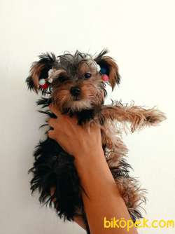 2 Adet Yavru Disi Yorkshire Terrier 1