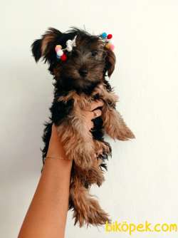 2 Adet Yavru Disi Yorkshire Terrier 2
