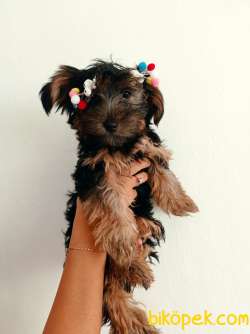2 Adet Yavru Disi Yorkshire Terrier 4