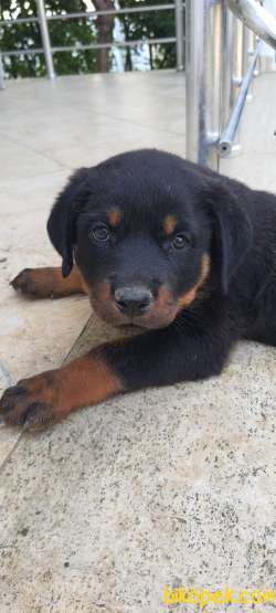 2 Adet Yavru Rottweiler 1