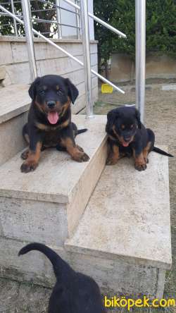 2 Adet Yavru Rottweiler 3