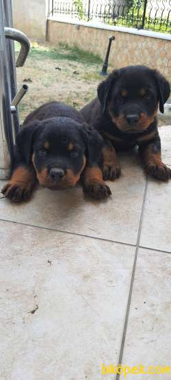 2 Adet Yavru Rottweiler 2