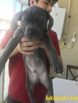 2 Ay 10 Günlük Cane Corso Gri  1 Aşısı Kaldı Dışarı Cıkmasına 1