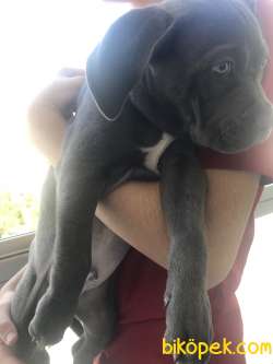 2 Ay 10 Günlük Cane Corso Gri  1 Aşısı Kaldı Dışarı Cıkmasına 4