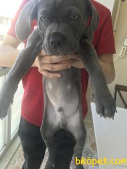 2 Ay 10 Günlük Cane Corso Gri  1 Aşısı Kaldı Dışarı Cıkmasına 2