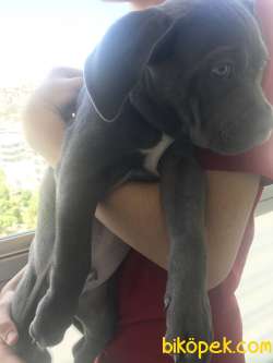 2 Ay 10 Günlük Cane Corso Gri  1 Aşısı Kaldı Dışarı Cıkmasına 3
