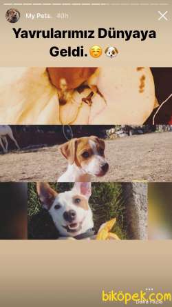 2 AYLIK 5 ADET JACK RUSSELL 3 DİŞİ 2 ERKEK 4