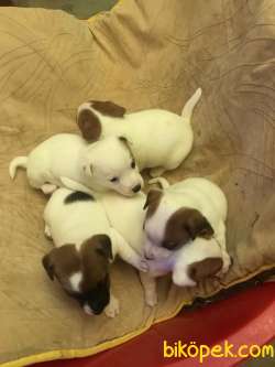 2 AYLIK 5 ADET JACK RUSSELL 3 DİŞİ 2 ERKEK 1