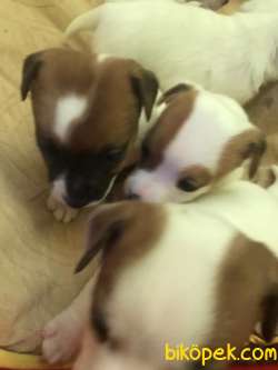 2 AYLIK 5 ADET JACK RUSSELL 3 DİŞİ 2 ERKEK 2