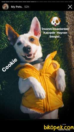 2 AYLIK 5 ADET JACK RUSSELL 3 DİŞİ 2 ERKEK 5