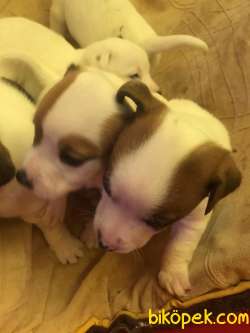 2 AYLIK 5 ADET JACK RUSSELL 3 DİŞİ 2 ERKEK 3