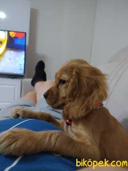 2 Aylık American  Cocker 5