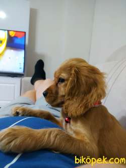 2 Aylık American  Cocker 1