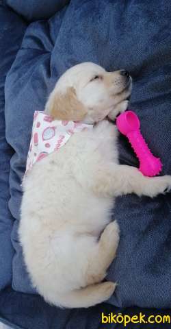 2 Aylık Bebek Yüzlü Golden Retriever 4