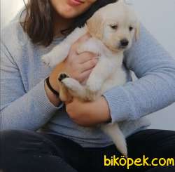 2 Aylık Bebek Yüzlü Golden Retriever 2