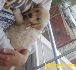 2 Aylık Bebek Yüzlü Golden Retriever 5