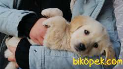 2 Aylık Bebek Yüzlü Golden Retriever 1