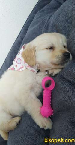 2 Aylık Bebek Yüzlü Golden Retriever 3