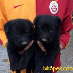 2 Aylık Black Solid Alman Kurdu Yavrularim 5
