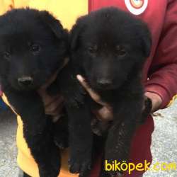 2 Aylık Black Solid Alman Kurdu Yavrularim 2