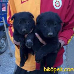 2 Aylık Black Solid Alman Kurdu Yavrularim 1