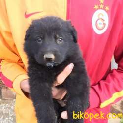 2 Aylık Black Solid Alman Kurdu Yavrularim 4