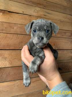 2 Aylık Çok Sevimli Köpek Yavruları 2