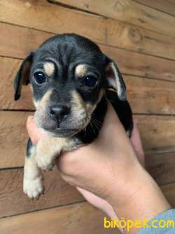 2 Aylık Çok Sevimli Köpek Yavruları 1