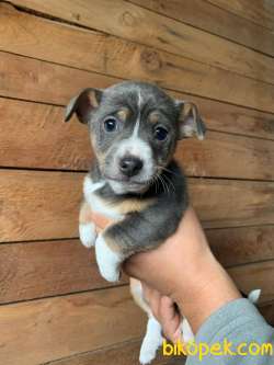 2 Aylık Çok Sevimli Köpek Yavruları 3