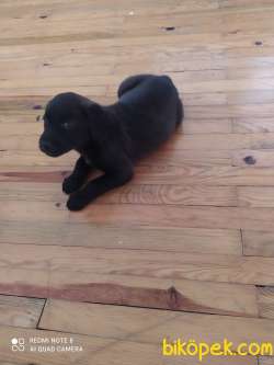 2 Aylık Dişi Labrador 1