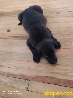 2 Aylık Dişi Labrador 2