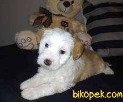 2 Aylık Dişi Maltipoo Yavrumuz 4