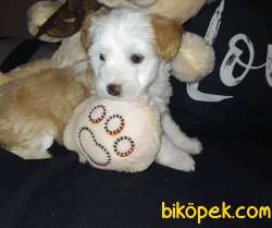 2 Aylık Dişi Maltipoo Yavrumuz 5