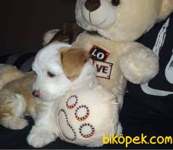 2 Aylık Dişi Maltipoo Yavrumuz 2