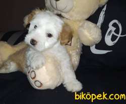 2 Aylık Dişi Maltipoo Yavrumuz 3