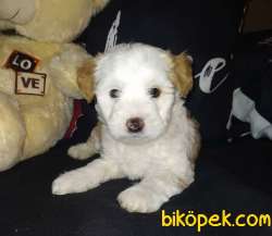 2 Aylık Dişi Maltipoo Yavrumuz 1