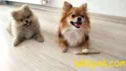 2 AYLIK DİŞİ POMERANIAN 2