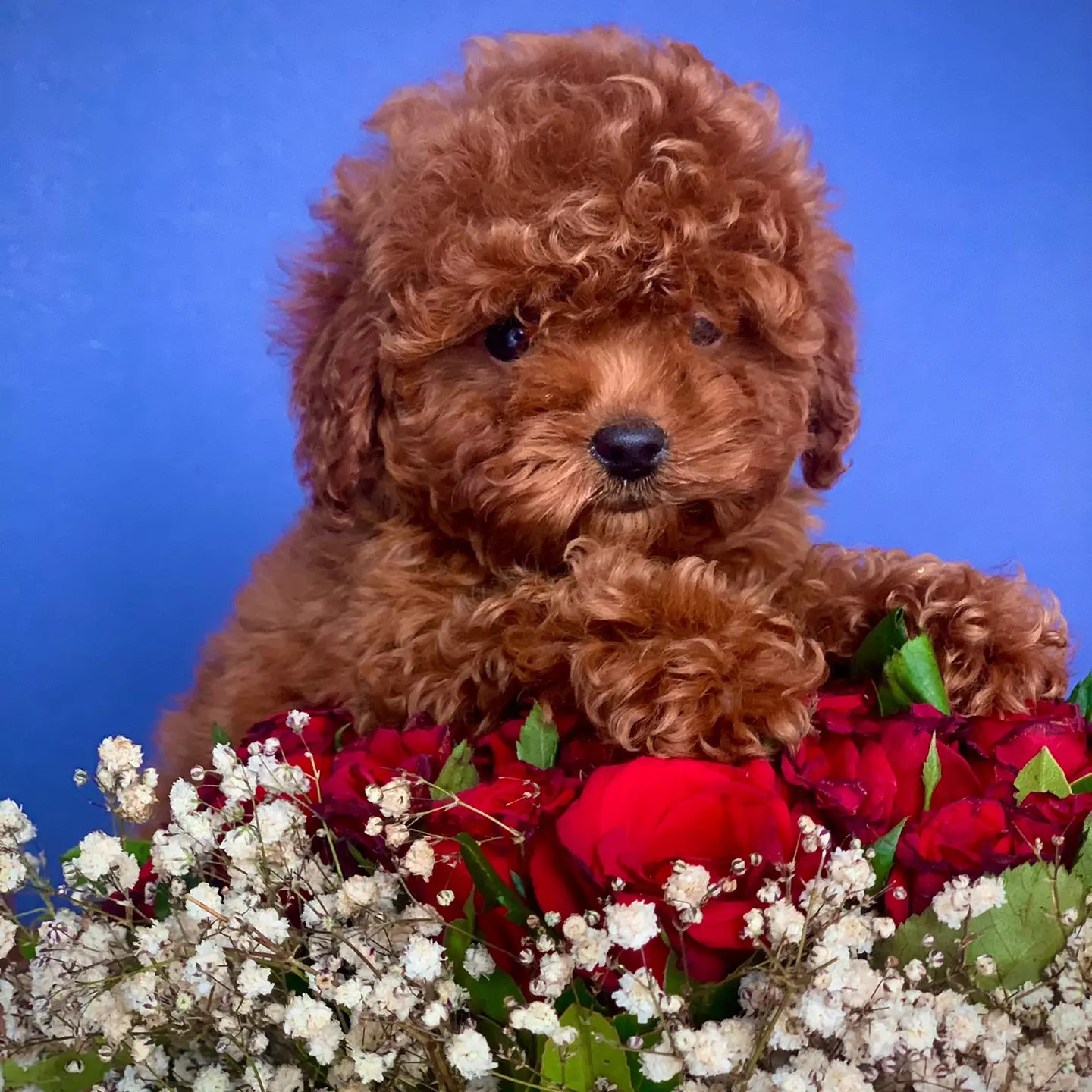 2 Aylık Dişi RED BROWN TOY POODLE 1