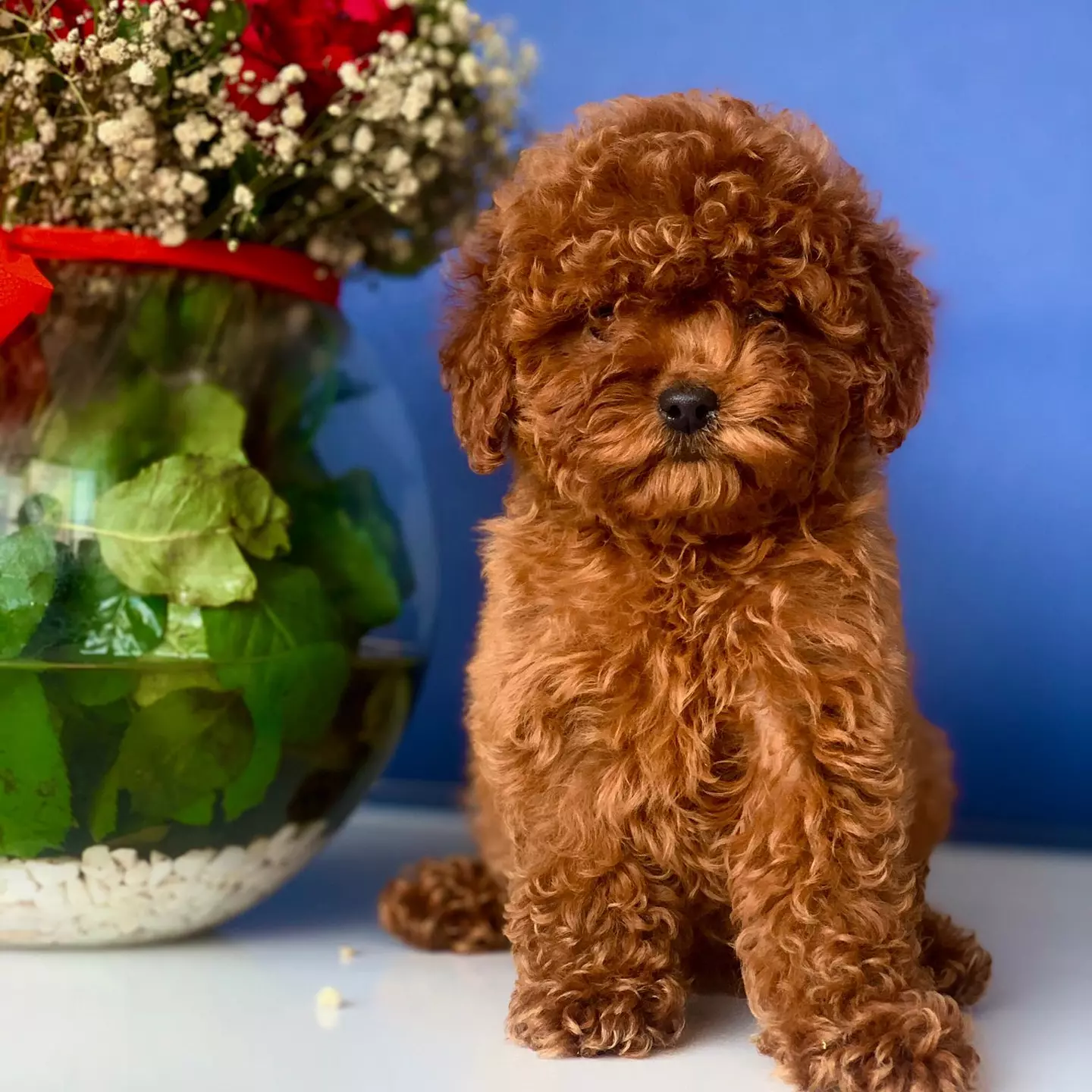 2 Aylık Dişi RED BROWN TOY POODLE 2