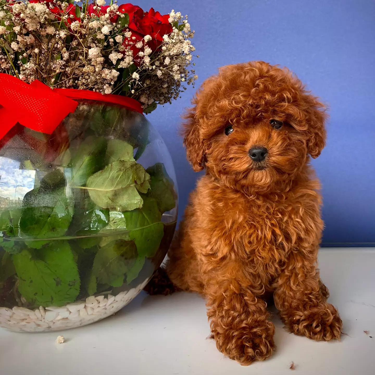 2 Aylık Dişi RED BROWN TOY POODLE 4