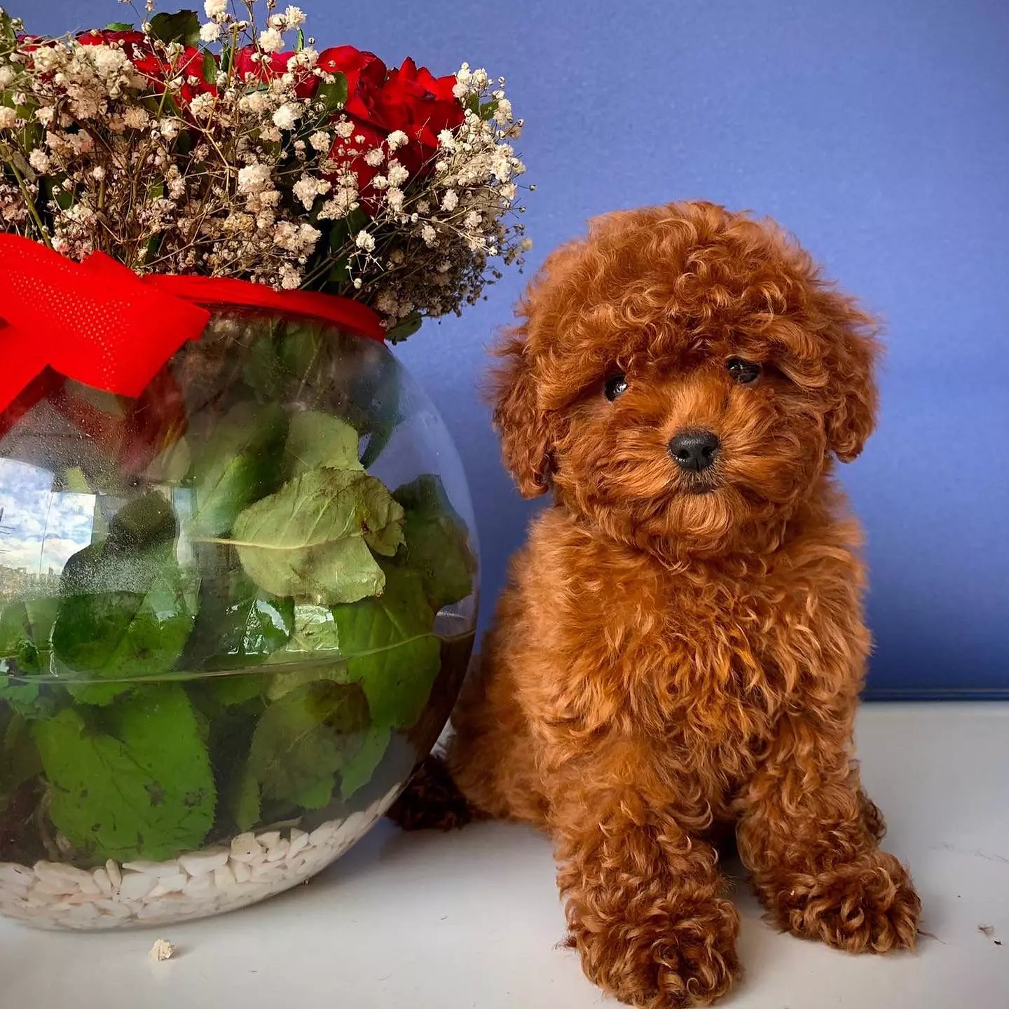 2 Aylık Dişi RED BROWN TOY POODLE 3