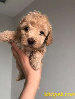2 Aylık Dişi TOYPOODLE Yavrumuz Yeni Yuvasını Arıyor 3