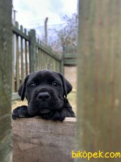 2 Aylık Dişi Ve Erkek Cane Corso Yavruları 4
