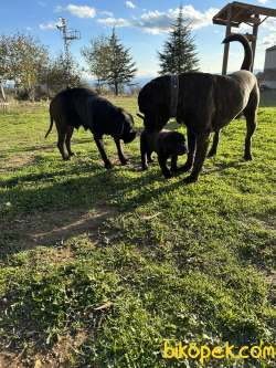2 Aylık Dişi Ve Erkek Cane Corso Yavruları 2