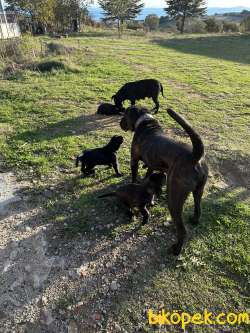 2 Aylık Dişi Ve Erkek Cane Corso Yavruları 3