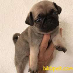 2 Aylık Dişi Ve Erkek PUG Yavrularım 3